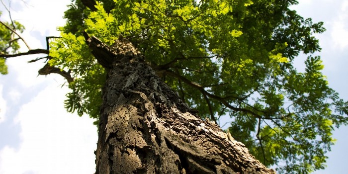 Looking up at a large tree with green leaves