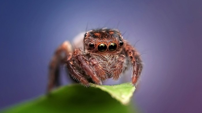 Close-up macro photography of a jumping spider on a leaf