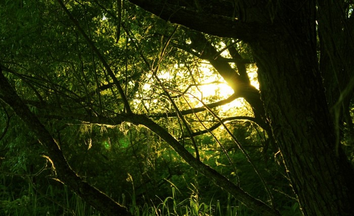 Sunlight filtering through trees in a forest