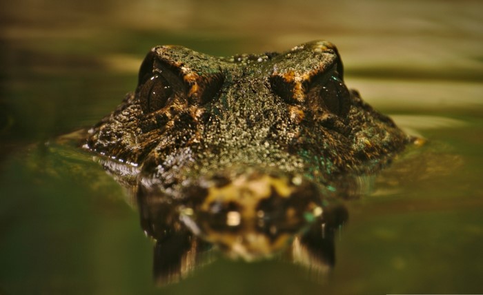 Close up of an alligator's head emerging from murky water