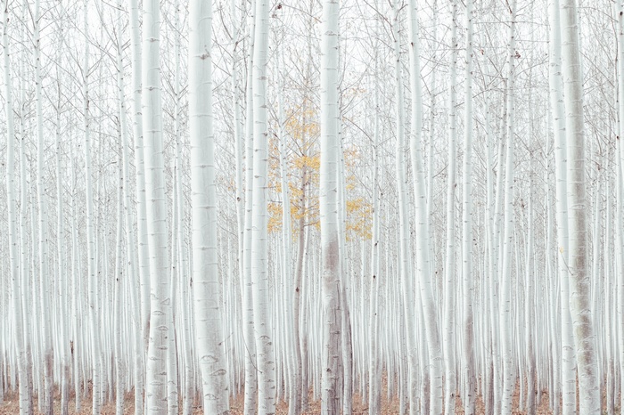 4K forest of white trees with one yellow tree