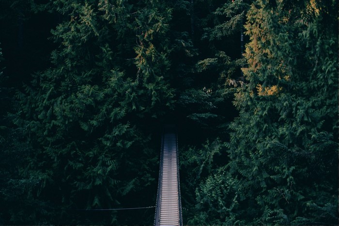 Suspension bridge through a dense evergreen forest