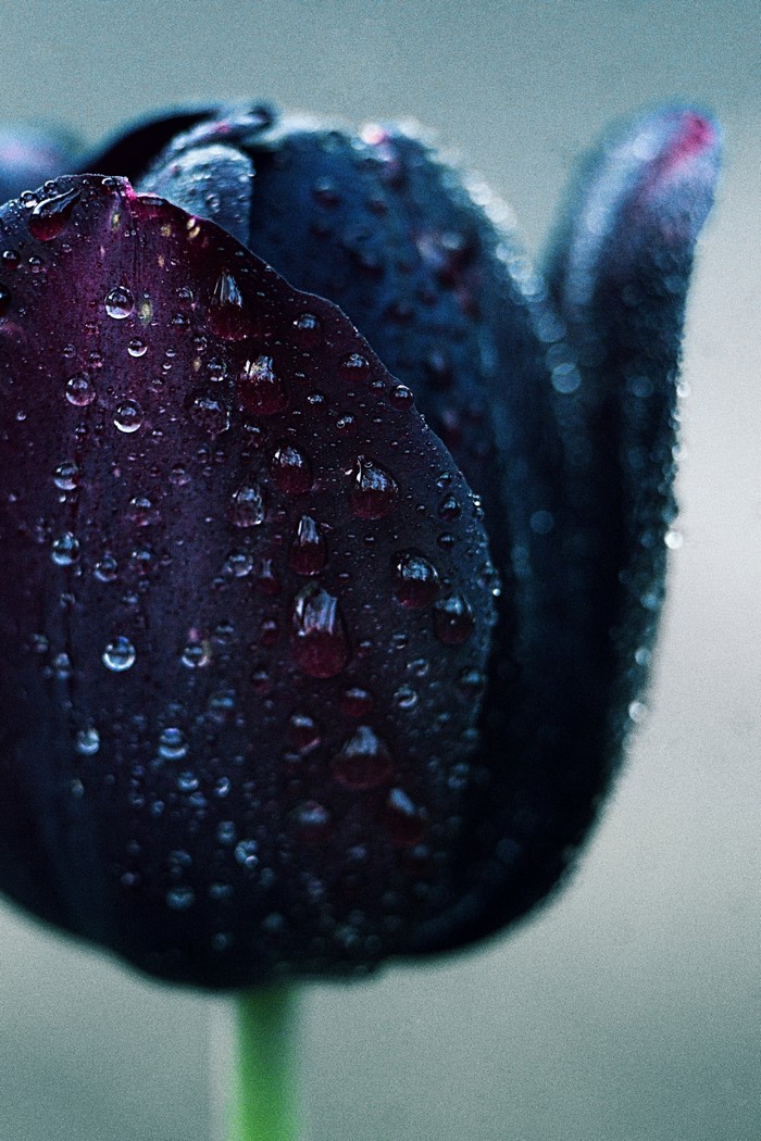 Close up of a dark purple tulip with water droplets