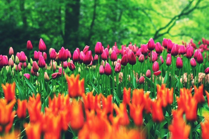 Field of pink and orange tulips in a garden