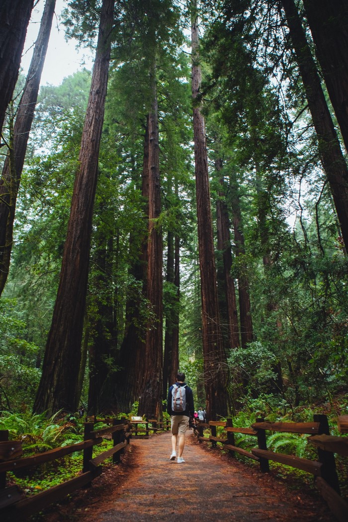 Man with backpack walks on path in redwood forest