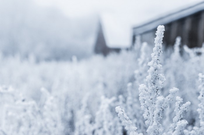 Frost-covered plants in a winter landscape with a building