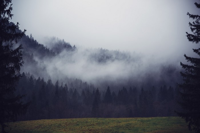 Misty forest on a hill with a grassy field