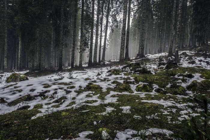 Snowy forest floor with moss and trees