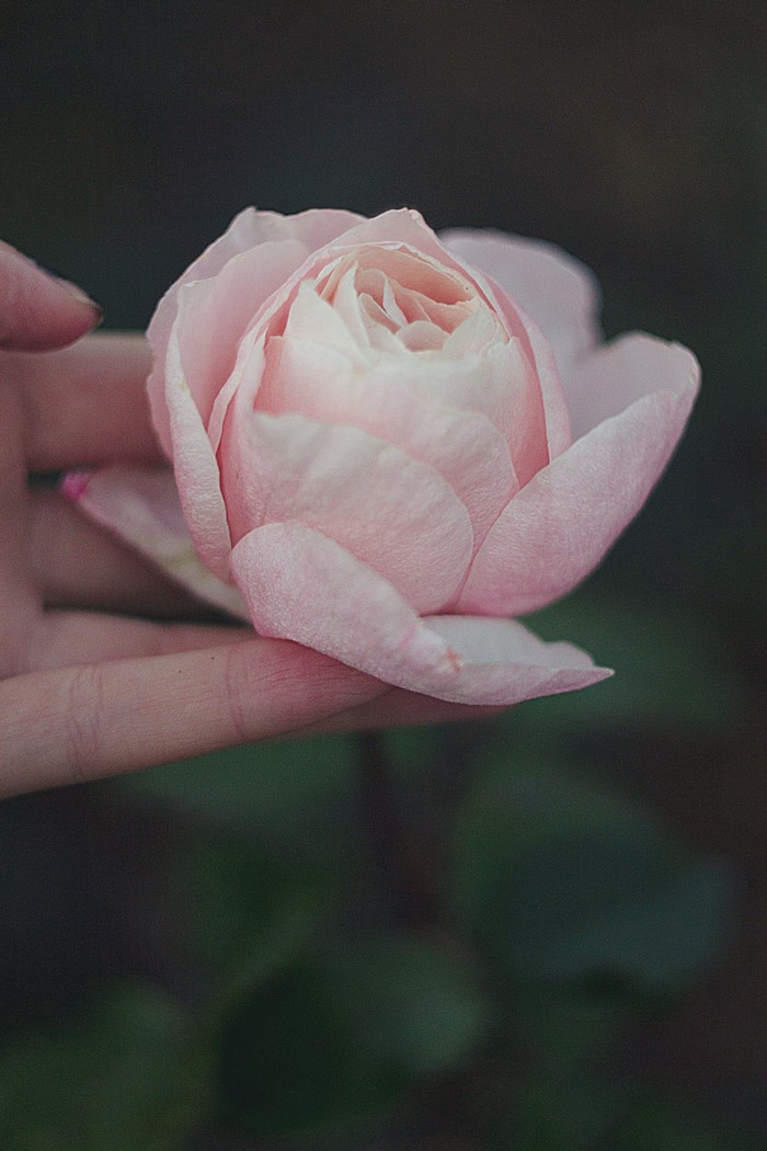 Close up of a pink rose held by a hand