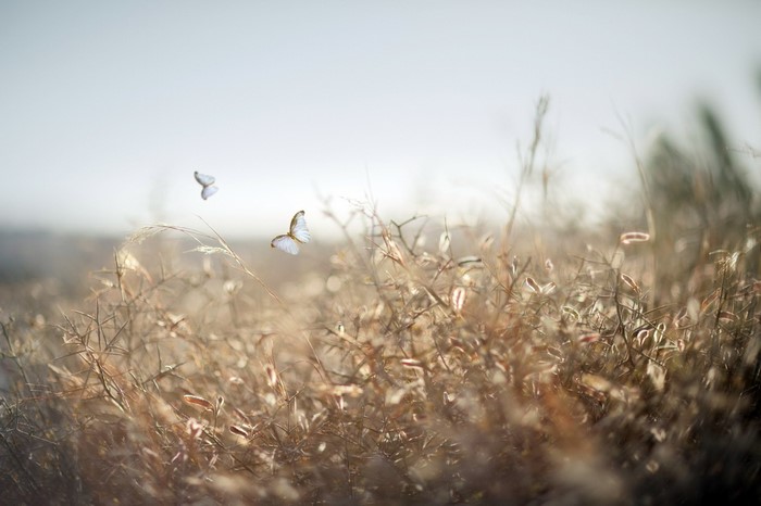 Two butterflies flying over dry grass in soft sunlight