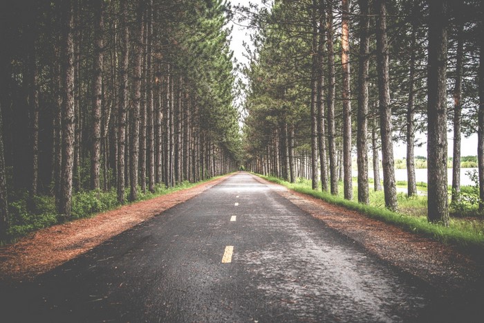 A paved road lined with tall pine trees