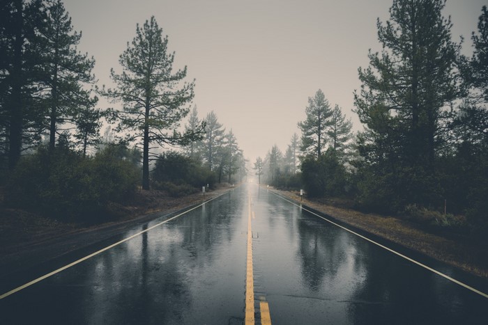 Wet road through a misty forest