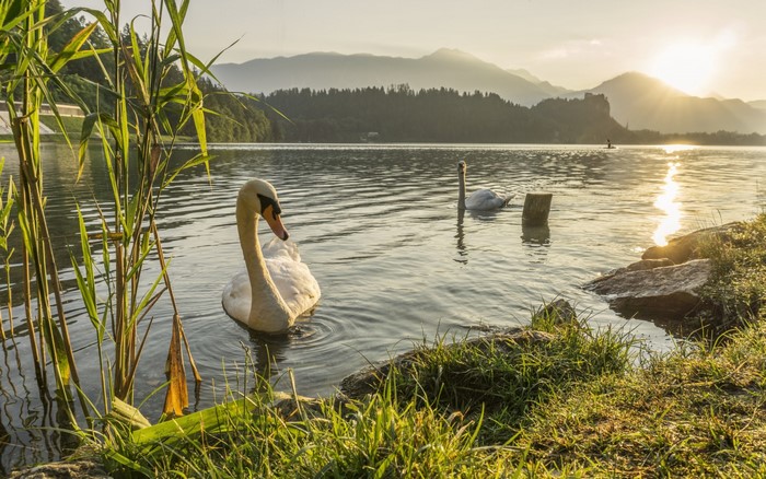 Two swans on a lake at sunrise with mountains in the background