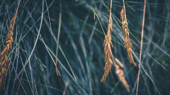 Close up of dry grass seed heads and green blades