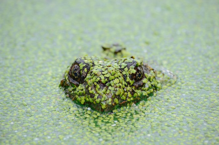 Frog covered in duckweed in a pond