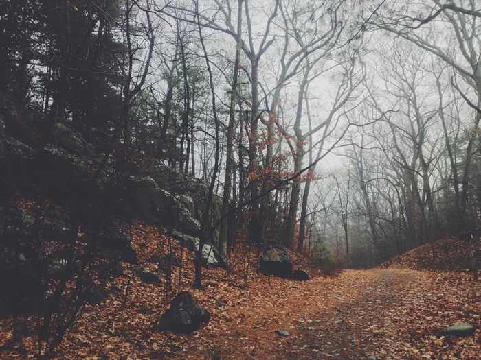 A foggy forest path covered in autumn leaves