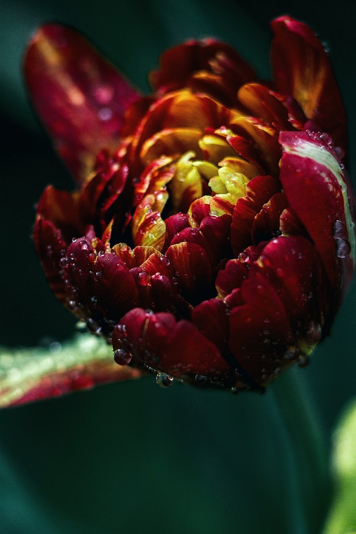 Close-up of a red and yellow tulip bud with water drops