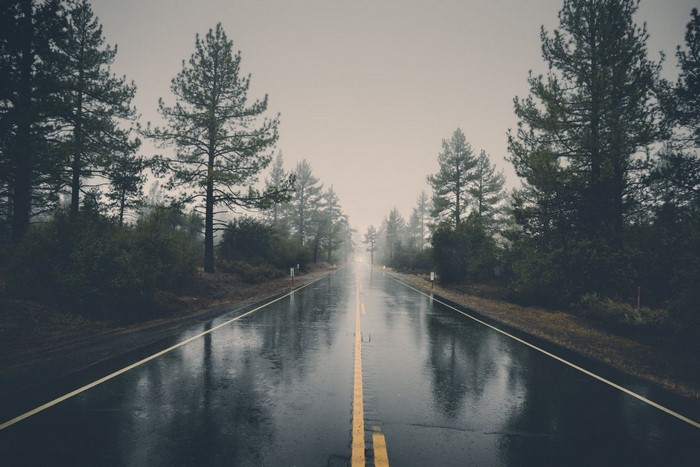 Wet road through a misty forest