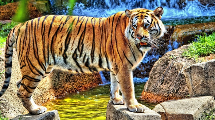 Tiger standing by a waterfall and rocks