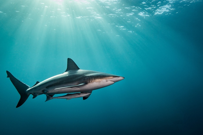 4k, shark, underwater
