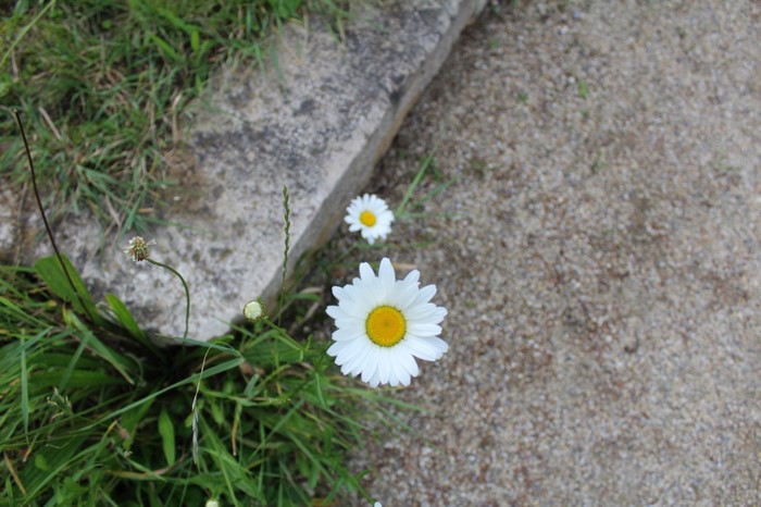 Daisies growing by a stone path