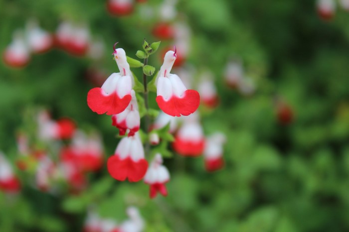 Red and white flowers with green foliage