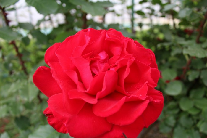 A close-up of a vibrant red rose in bloom