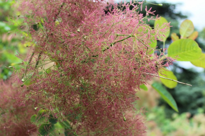 Pink smoke tree flowers and green leaves
