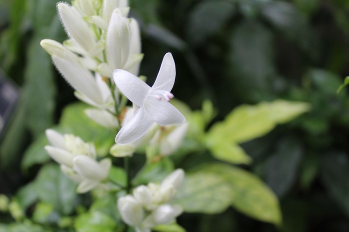 White flowers of a flowering plant