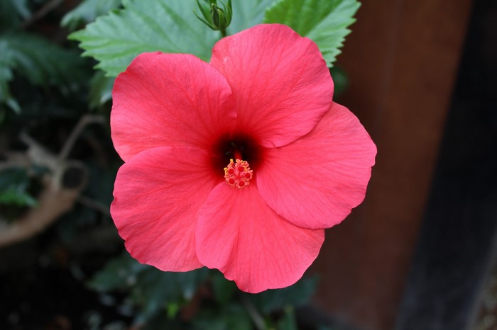 Red hibiscus flower with green leaves