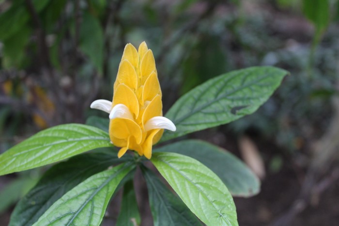 Yellow shrimp plant with green leaves