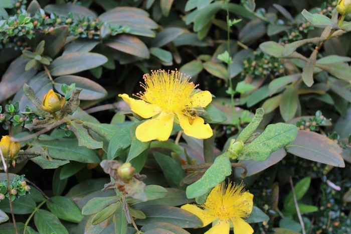 Yellow St. John's Wort flower with bee