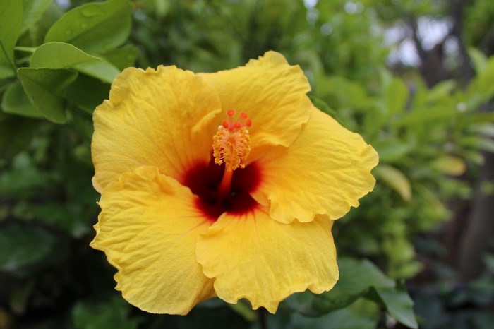 Yellow hibiscus flower with red center
