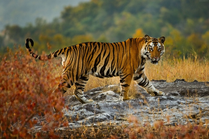 Tiger walking on rocks in a forest