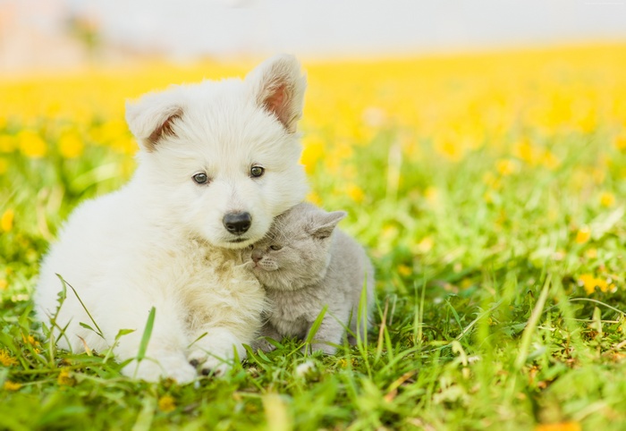 4K White Puppy Hugging a Kitten in Field