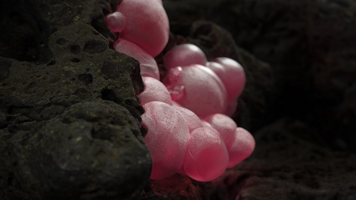 Pink mineral formations on dark rock