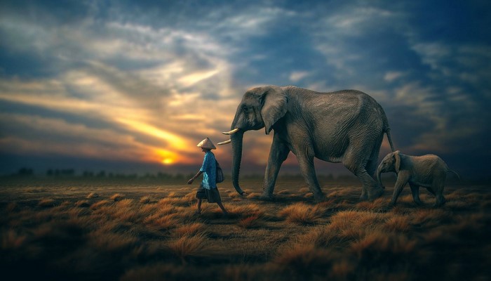 A person walks with elephants at sunset