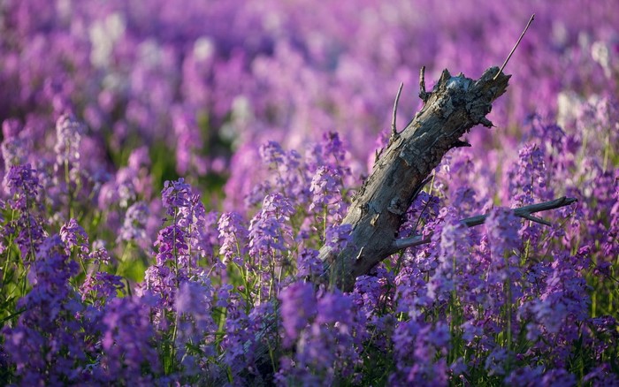 A dead tree trunk stands in a field of purple flowers