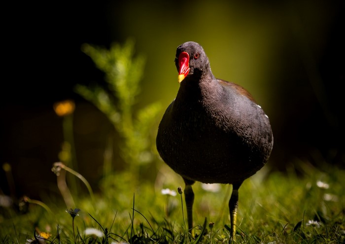 Moorhen bird with red beak in grass