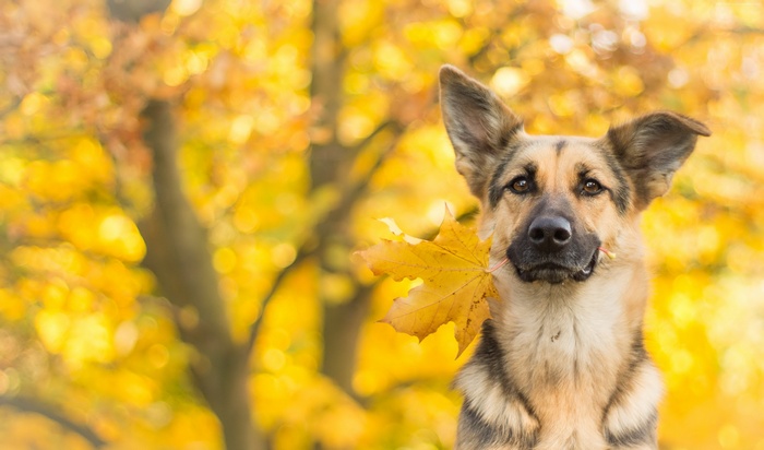 German Shepherd dog holding a yellow leaf in autumn