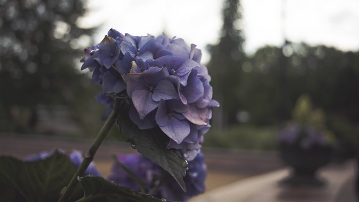Close-up of a purple hydrangea flower with water droplets