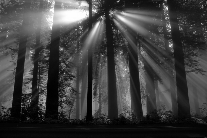 Sun rays filtering through trees in a forest