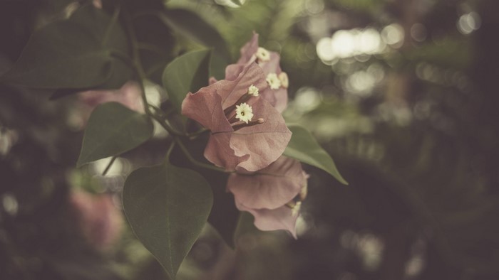 Pink Bougainvillea flowers with green leaves and bokeh background