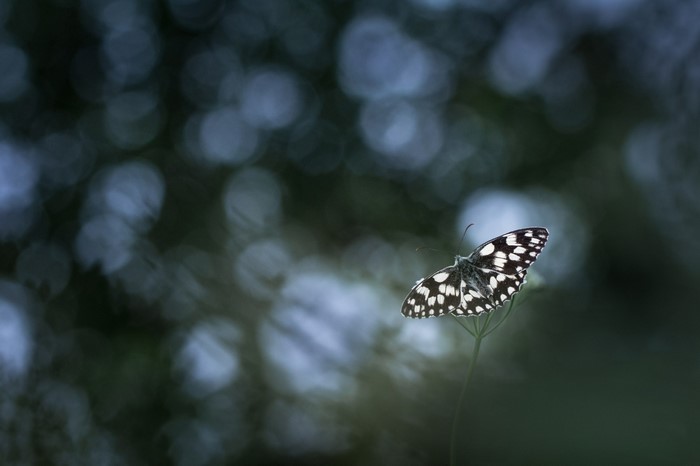 Black and white butterfly on a plant stem with bokeh background