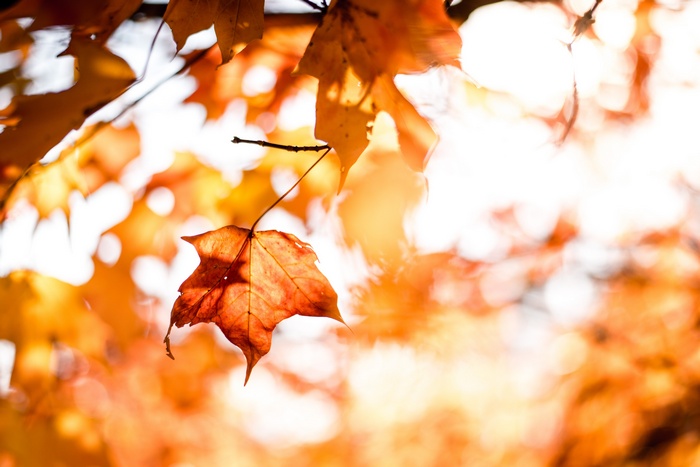 Autumn Maple Leaves in Sunlight