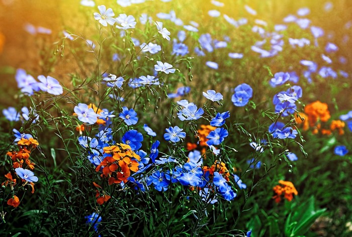 Blue and orange wildflowers in sunlight