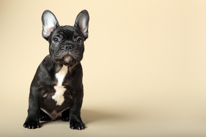 French Bulldog puppy sitting