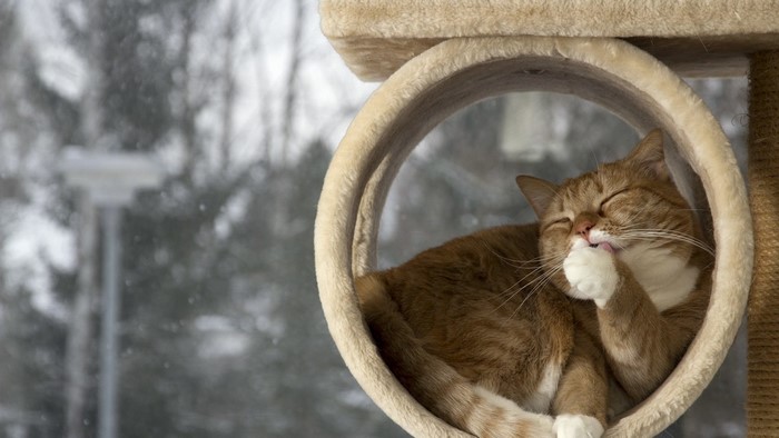 Orange tabby cat grooming itself in a circular cat bed