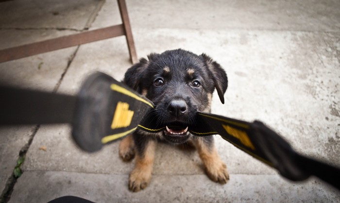 Puppy holding a leash in its mouth