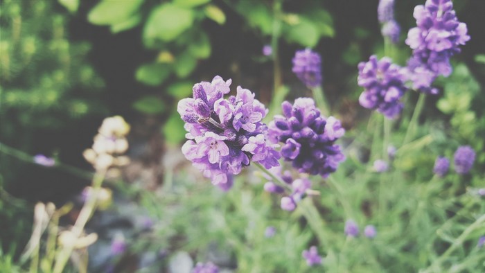 Close-up of purple lavender blossoms in a garden